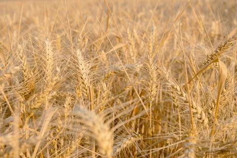 Gold rye field. Selective Focus. rye harvest Foto stock