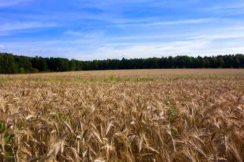 Gold Rye Fields Stock Photos