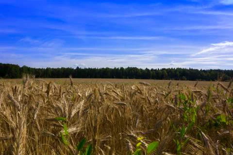 Gold Rye Fields Stock Photos