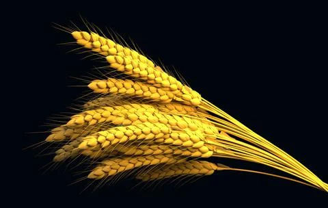 Gold rye or wheat bunch, agricultural harvest isolated. 스톡 일러스트