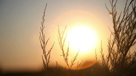 The gold of the setting sun Video stock 65188504