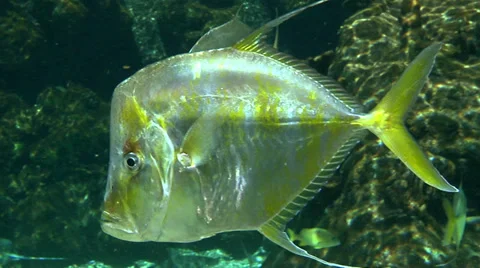 Gold &amp; Silver Angelfish Video stock 37656523