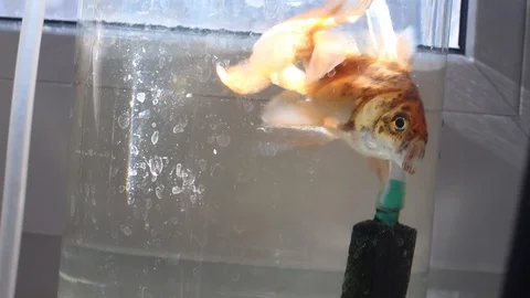 Gold small fish Stock Footage 102058380