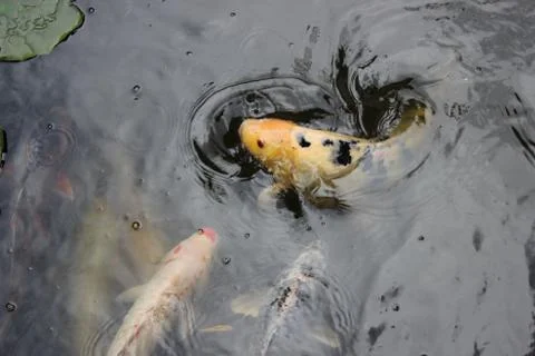 Gold Small Fish Stock Photos