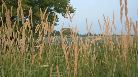 Gold spikelets near river Stock Footage 63384385