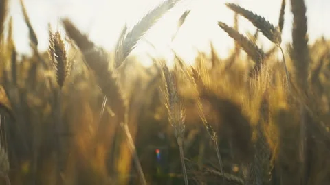 Gold spikelets per of wheat at sunset Stock Footage 138136518