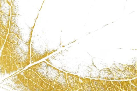 Gold splashes Texture. Brush stroke design element. Gold watercolor textures  Stock Photos