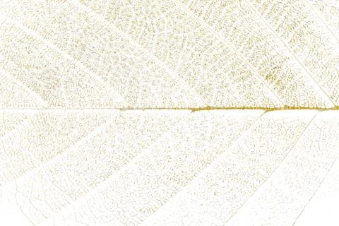 Gold splashes Texture. Brush stroke design element. Gold watercolor textures  Stock Photos
