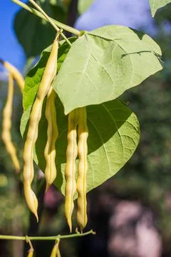 Gold string beans on the branches Stock Photos