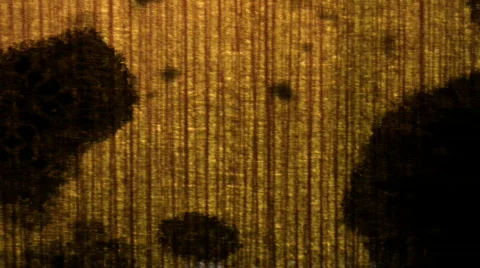 Gold Stripped Видео 105558