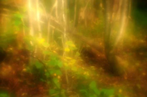Gold of the sun in the magic forest Stock Photos