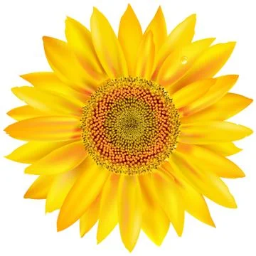 Gold sunflower Stock Illustration