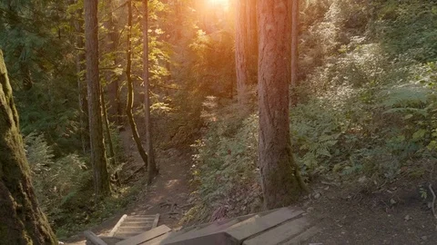 Gold Sunlight, Tree Forest Natural Spruce Tree, Tees Sunlight Would Park Stock Footage 107482034