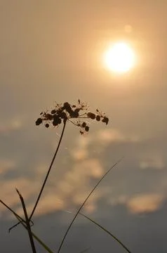 Gold sunset Stock Photos
