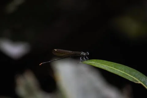 Gold tail Damselfly Perched On Leaf Tip (Allocnemis leucosticta) Stock Photos