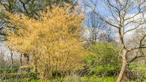 Gold tree. Stock Photos