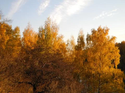 Gold trees Stock Photos