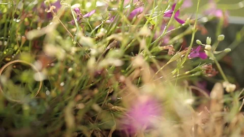 Gold Wedding Rings macro closeup shoot diamon Jewellery Video stock 93758561