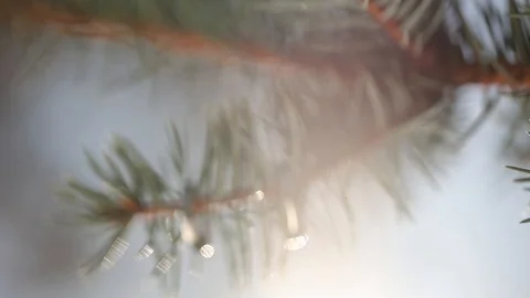 Gold Wedding Rings on a pine or fir-tree macro closeup shoot diamon Jewellery Stock Footage 93714620