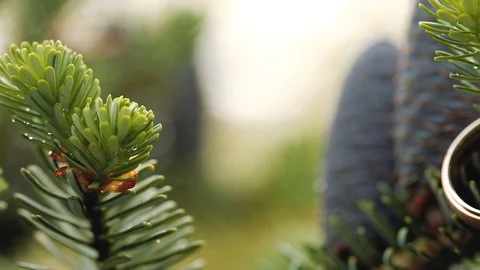Gold Wedding Rings on a pine or fir-tree macro closeup shoot diamon Jewellery Stock Footage 114491990