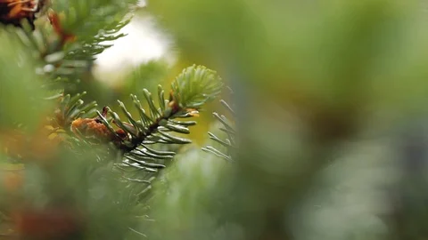 Gold Wedding Rings on a pine or fir-tree macro closeup shoot diamon Jewellery Видео 114492103