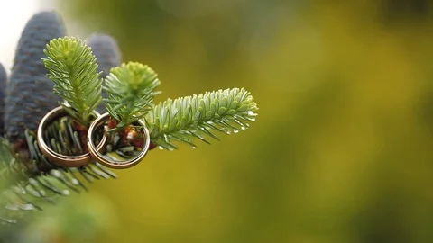 Gold Wedding Rings on a pine or fir-tree macro closeup shoot diamon Jewellery Video stock 114492213