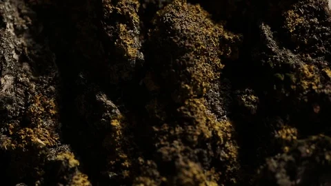 Gold Wedding Rings on the tree macro closeup shoot diamon Jewellery Stock Footage 93717164
