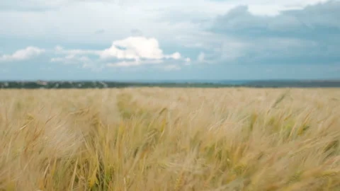 Gold wheat on the agriculture field, blue stormy clouds sky on the background Video stock 244240053