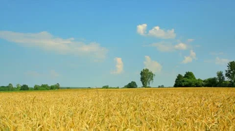 Gold Wheat corn field and blue sky Stock Footage 11357774