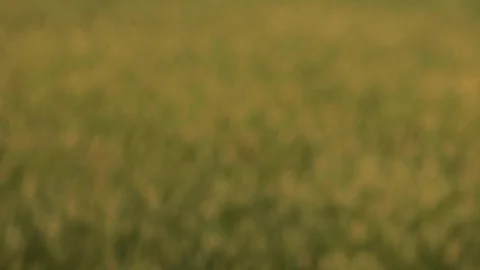 Gold Wheat Field With Camera Change Focus To Background Stock Footage 116480285