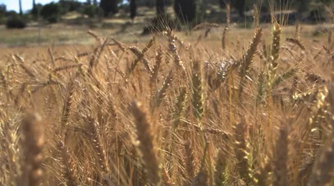 Gold wheat field close up Stock Footage 37662269