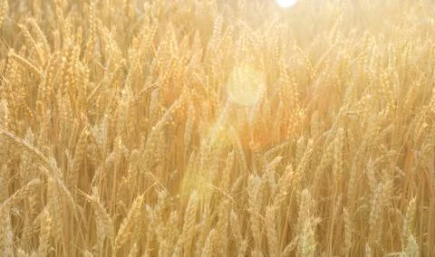 Gold wheat field at the end of summer fully ripe, rural agriculture field Stock Photos