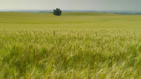  Gold Wheat field Stock-Footage 81804276