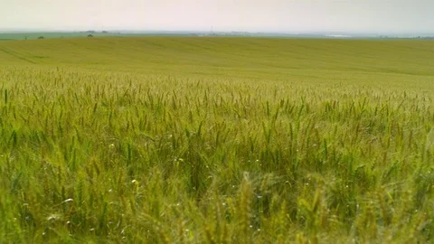  gold Wheat field Stock-Footage 81804292