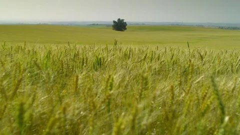  Gold Wheat field Stock-Footage 81804312