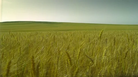  Gold Wheat field Stock-Footage 81804357