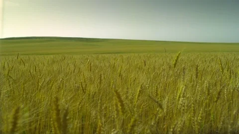  Gold Wheat field Stock-Footage 81804429