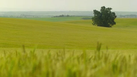   Gold Wheat field Stock-Footage 81804458