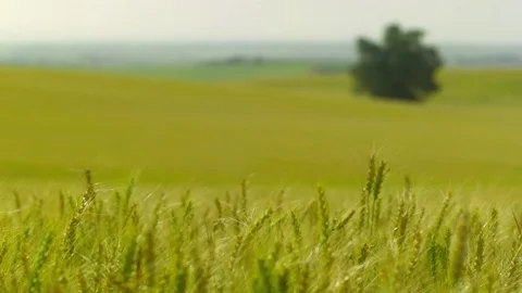  Gold Wheat field Stock-Footage 81804476