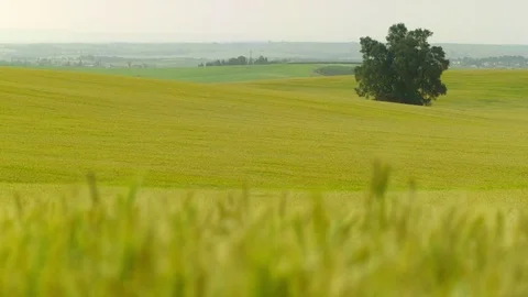  Gold Wheat field Stock-Footage 81804491