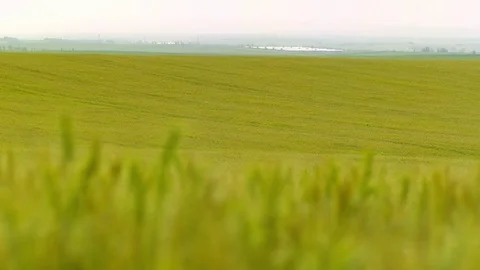  Gold Wheat field Stock-Footage 81804527