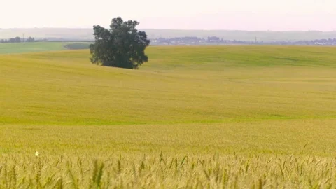  Gold Wheat field Stock-Footage 81804544