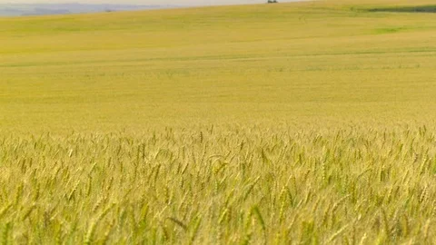  Gold Wheat field Stock-Footage 81804572