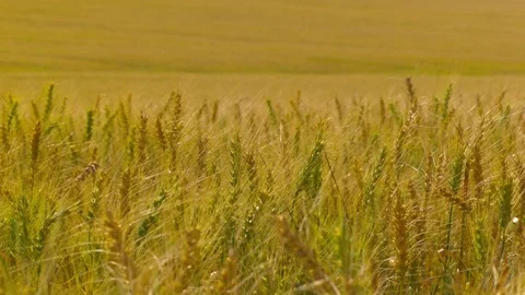  Gold Wheat field Stock-Footage 81804613