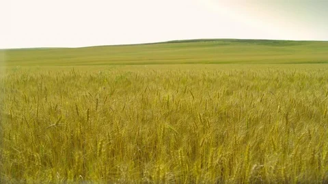  Gold Wheat field Stock-Footage 81804643