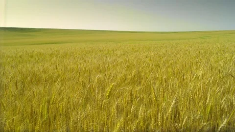  Gold Wheat field Stock-Footage 81804690