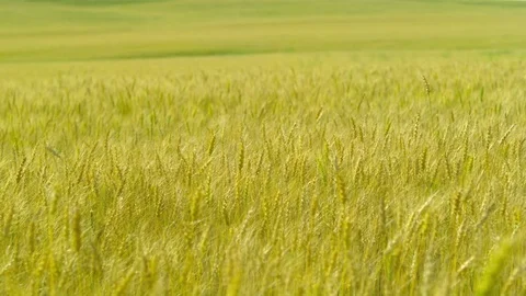  Gold Wheat field Stock-Footage 81805040