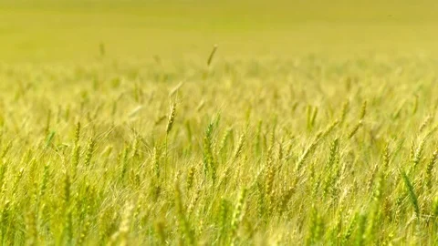  Gold Wheat field Video stock 81805789