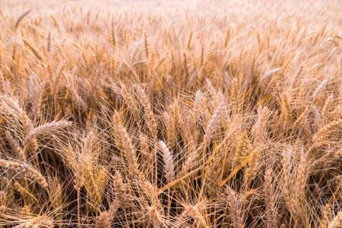 Gold wheat field Stock Photos