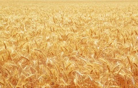 Gold wheat field Stock Photos